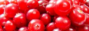 cranberry o arandano rojo usado en la prevención de la cistitis